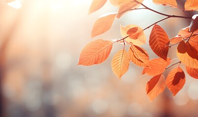 Autumnal Glow: Sunlit orange leaves on a branch, bathed in the warm light of autumn. A serene and beautiful image perfect for fall-themed projects. 