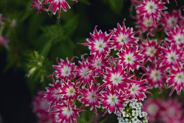 Pink and white flowers with intricate star-like patterns, surrounded by lush green leaves in a detailed garden close-up.