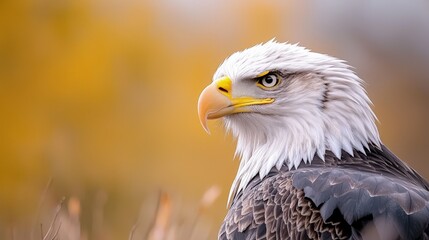 Fototapeta premium Majestic bald eagle profile portrait against a soft warm autumn background.