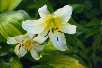 White lilies with yellow accents and red stamens blooming in a garden with lush green leaves.