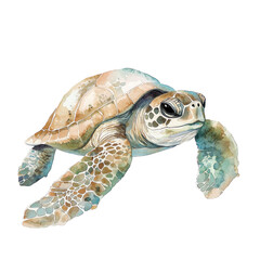 Fototapeta premium Detailed Watercolor Illustration of Loggerhead Turtle Swimming Gracefully in Ocean Waters