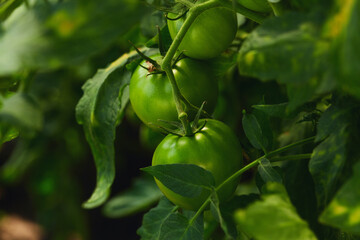 Unripe green tomatoes on a vine surrounded by green leaves in a natural outdoor garden.