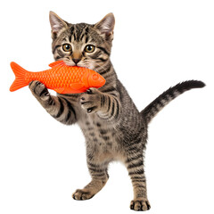 A cute tabby cat with a fish-shaped toy in its mouth. png isolated background. transparent background.