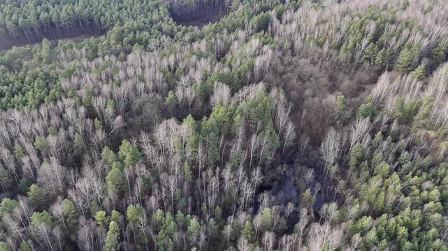 Jaworzno, Polska, krajobraz atrakcyjnych okolic miasta z pięknymi lasami i krystalicznie czystymi jeziorami