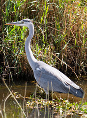 A grey heron wading in the Tsendze River in the Kruger National Park South Africa