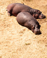 Two hippopotamuses sleeping on the shore of a river in the Kruger National Park South Africa