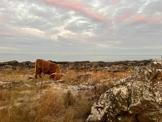 scottish brown highland cow with scenic background and tall grass, nice sunset and the ocean in the backround with rocks scattered across the landscape.
