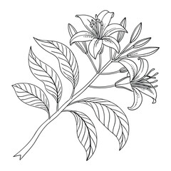 Abstract lily flower isolated on white illustration