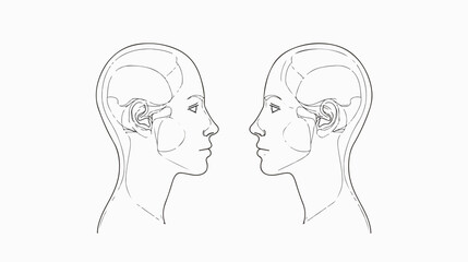 Professional Head and Face Profile Diagram Without Hair