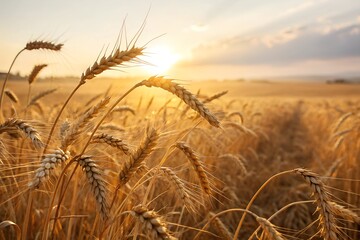 Fototapeta premium Golden Wheat Field Ready for Harvest with Sunlit CloseUp of Ripe Grain