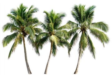 Three lush, green coconut palm trees isolated on white background.