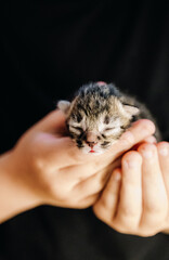 Portrait of a girl with a newborn cat in her hands.