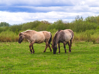 Two Konik ponies in a grass field © AngieC