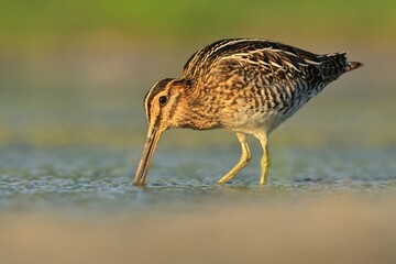 Common snipe Gallinago gallinago bird rain water in pond wetland wading shorebirds waders young nature wildlife cute darling, beautiful animal, lovely animal, ornithology, fauna wildlife Europe