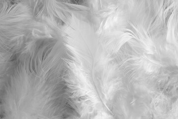 Fototapeta premium Many beautiful feathers as background, closeup view