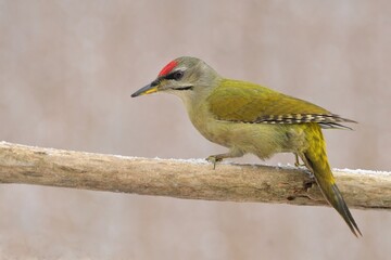 Greyheaded woodpecker Picus canus bird songbird wildlife nature predator cock o the north, beautiful animal mountain finch, animal, bird watching ornithology, flower bud fauna wildlife Europe