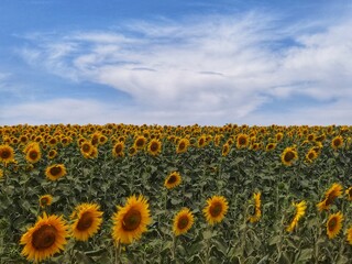 Obraz premium The eyes of the sky on a sunny day. Field of sunflowers