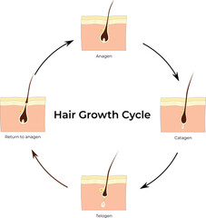 Hair Growth Cycle, Anagen, Catagen, Return to Anagen, Telogen, Vector Illustration