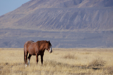 Obraz premium Wild Horse in Autumn in the Utah Desert