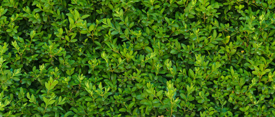 A beautiful hedge of Boxwood. Buxus plant pattern. Seamless texture of green natural background.