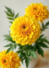 Bright yellow chrysanthemums in full bloom with intricate layered petals and lush green leaves, capturing a vibrant and cheerful natural beauty in a close-up composition.
