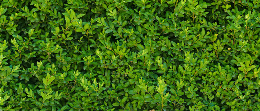 A beautiful hedge of Boxwood. Buxus plant pattern. Seamless texture of green natural background.