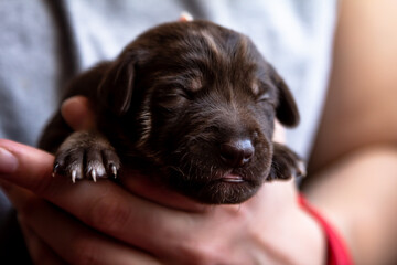 Studio photo of newborn brown chocolate labrador retriever puppy dog sleeping on warm fabric near yellow spikelets on brown background with lights