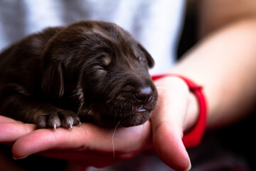 A cute sleeping puppy in a hand, showcasing innocence and warmth, evokes joy and companionship