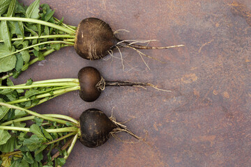 Fresh black radish on a dark background.