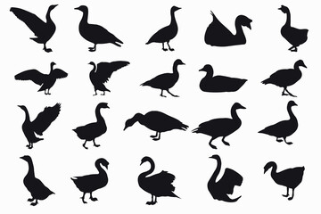 Duck illustration vector