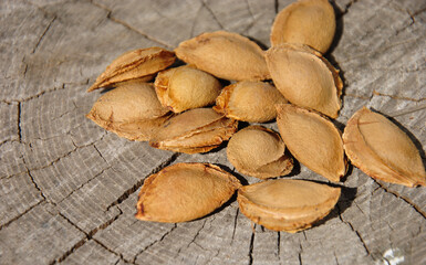 apricot kernels on wooden background
