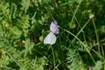 Common brimstone butterfly (Gonepteryx rhamni) sitting on a small scabious in Zurich, Switzerland