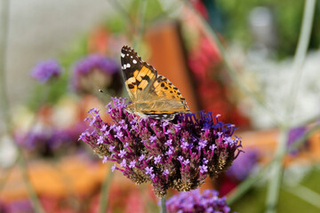 Painted Lady (Vanessa Cardui) Butterfly perched on purple flower in Zurich, Switzerland