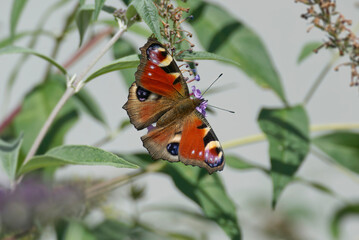 European peacock butterfly (Aglais io) perched on summer lilac in Zurich, Switzerland