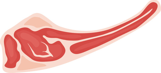 Raw lamb flap meat showcasing visible fat and muscle, isolated on a clean white background, highlighting its rich protein content and nutritional value for culinary preparations