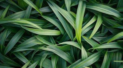 Fototapeta premium Close-up of Lush Green Foliage