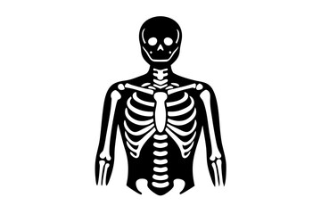 3d rendered illustration of a human skull