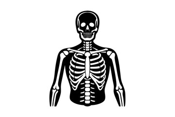 3d rendered illustration of a human skeleton