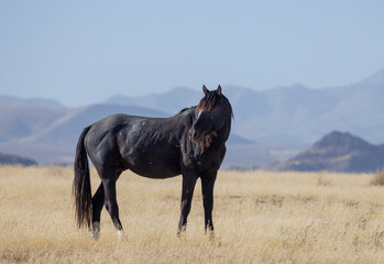 Wild Horse in Autumn in the Utah Desert