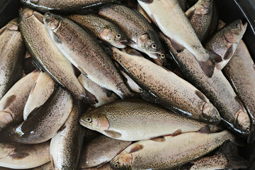 Obraz premium Trout has passed quality inspection Prepare for further distribution to royal agricultural station inthanon Chiang Mai, Thailand 