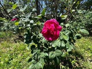 Pink damask rose flower in nature garden. Rosa damascena, Damascus rose or sometimes known as...