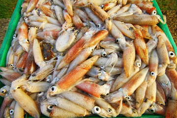 Fresh squid from the boat. Prepare to sell to merchants waiting to buy on the coast. Prachuap Khiri Khan, Thailand 