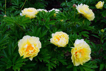 Large yellow peony in bloom in China
