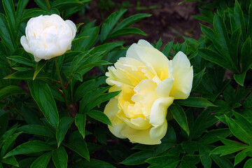 Large yellow peony in bloom in China
