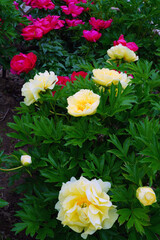 Large yellow peony in bloom in China