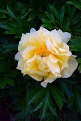 Large yellow peony in bloom in China