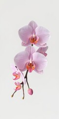 Delicate pink orchid blossoms isolated on pure white backdrop, pink petals, white, design element