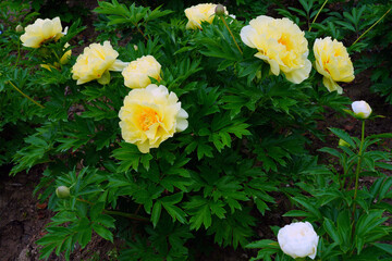 Large yellow peony in bloom in China