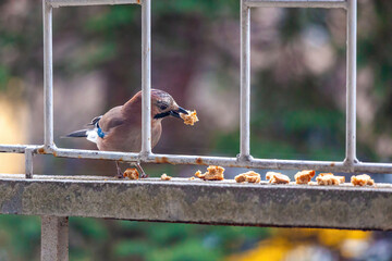 A jay is perched on a metal railing