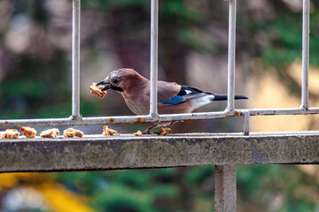 A jay is perched on a metal railing